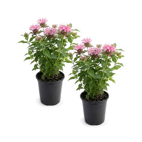 Live Flowering Bee Balm - Balmy Pink (2 Plants Per Pack) Pollinator - Attracts Butterflies 10 Tall by 4 Wide in 1 Qt Pot