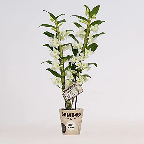 Numero di germogli: 1 Orchidea da Botanicly – Bambù orchidea – Altezza: 50 cm, 1 germoglio – Dendrobium nobile Star Class