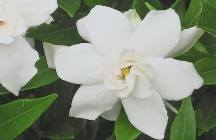 Gardenia ‘Frostproof’ Live Plants (3 Pack) – Cold Hardy Fragrant Evergreen Shrub – Large Double White Flowers – Easy Gardenia for Garden or Patio – 3 Inch Pots