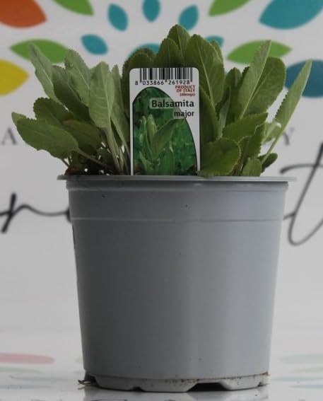 Erba di San Pietro pianta di Balsamita major su vaso cm 14 in confezione da 2 piante