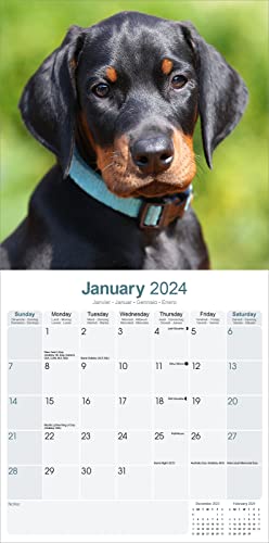 Dobermann (Euro) Calendar 2024 - Image 3