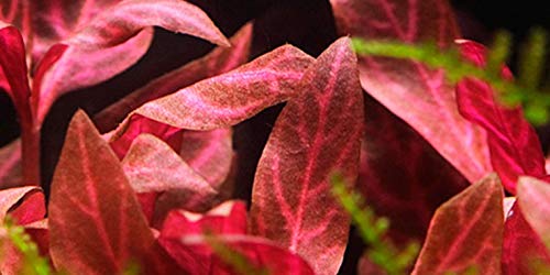 Alternanthera reineckii Rosanervig - x1 Mazzo - - Pianta Acquario Vivo