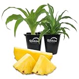 Pineapple Plant Variety Pack - 2 Live Starter Plants - Ananas Comosus - Grower's Choice - Edible and Fruit Bearing for Patio and Garden