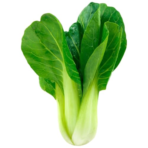 Chou Pak Choi frais légumes asiatiques pour recette saine de poêlée de saison