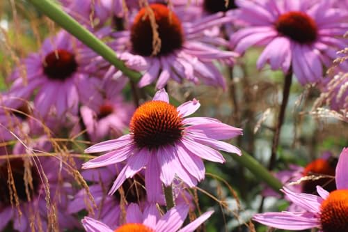 Echinacea Perennial coneflower Magnus Hardy Pink Flowering Bushy Garden Plants Easy to Grow Your Own Flower 150 Seeds