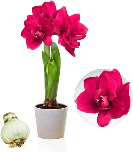 Amaryllis Bulbe Double Pink - 1 pièce - Bulbes à fleurs grand format 26/30 - Naturelle plantes de Hollande - Hippeastrum (pas de graines, sans cire, non artificielle)