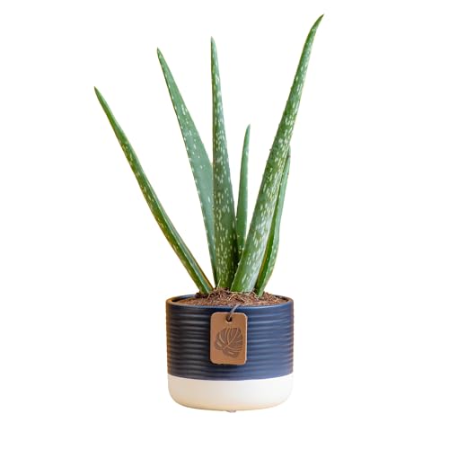 Costa Farms Aloe Vera Live Plant in Decorative Pot, Easy to Maintain, Air Purifying Succulent Indoor Houseplant, Home, Room, or Office Decor, House Warming or Birthday Gift, 12-18 Inches Tall