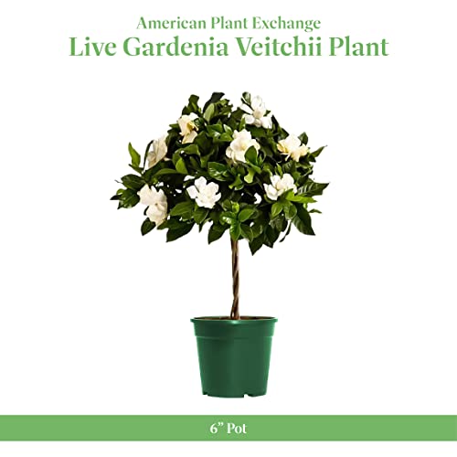 image for American Plant Exchange Mini Gardenia Vetchii Tree, Braided Trunk, Liv