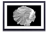Siamese Fighting Fish - Art Print Black Wood Framed Wall Art Picture For Home Decoration - Black and...