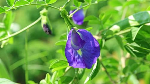 Image of 40 Count || Aparajita Butterfly Pea Flower Seeds, Mixed Colors (Blue, Pink, White, Yellow), Medicinal Climbing Vine, 40 Count