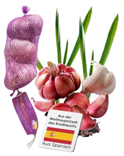 Pflanzknoblauch aus Spanien 250 g - Violetter Knoblauch zum selber pflanzen - Kräftig im Geschmack