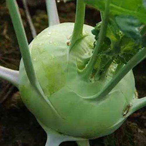 LEANO Organic Kohlrabi Seed Early White Vienna Seeds Heirloom Vegetable Seeds Non-GMO for Home Garden Planting - Thumbnail 3