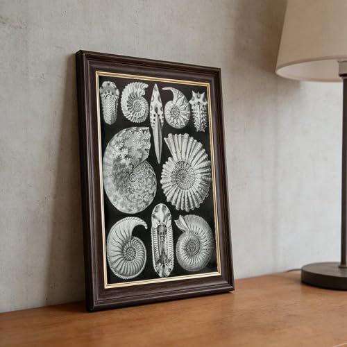 Impression sur toile d'ammonitida de qualité supérieure style Ernst Haeckel avec cadre