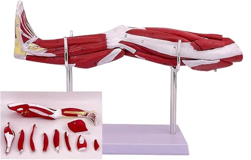 Modèle de jambe humaine neurovasculaire pour cabinet de kinésithérapie - 5