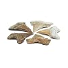 Starborn Rare Collector's Fossils