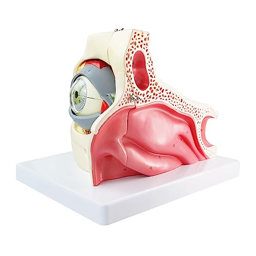 Image of 3X Enlarged Human Eye Orbital Anatomical Model, 13 Parts Eyeball Orbital Model Showing Optic Nerve Cornea Iris Lens and Vitreous Body with Stand for Medical Classroom Teaching Research
