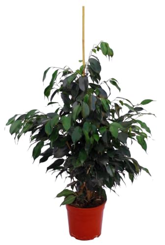 Ficus Benjamina Natural Magnífico Árbol de Interior Altura de 100cm con Maceta de 17cm