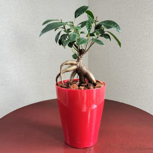 観葉植物 ガジュマル 大」の人気商品一覧 | 安い商品を通販サイトから