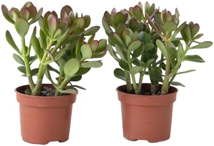 Plant in a Box - Arbre à jade - Lot de 2 - Crassula ovata - Haute...