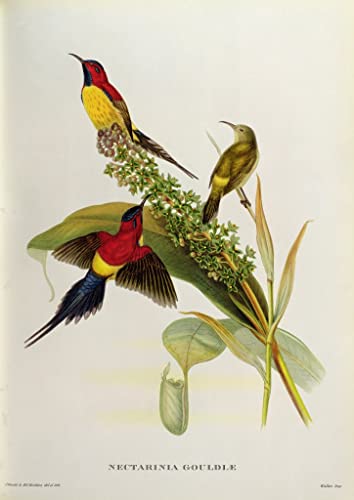 Imagen de lienzo de animal ave tropical decoración para salón moderno 60x90cm