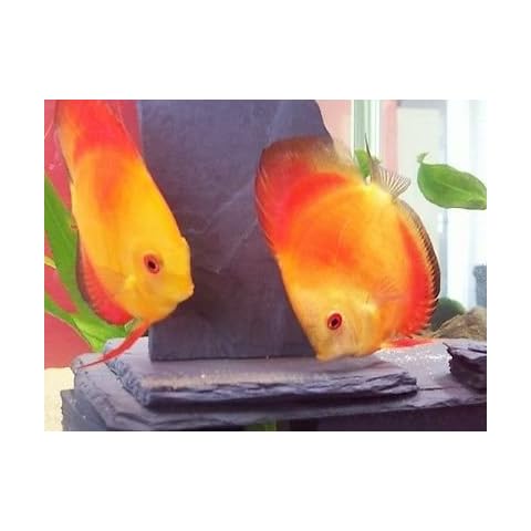 Fennstones large size real natural slate stone rock formation ornament for aquarium fish tank discus angel spawning breeding cone or vivarium reptile decor Cover