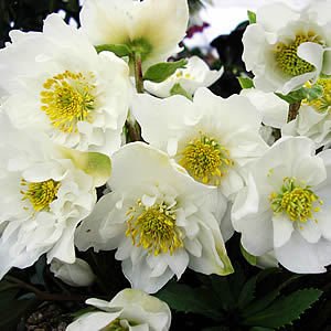 Amazon | 【クリスマスローズ ダブルファンタジー 八重咲きニゲル種