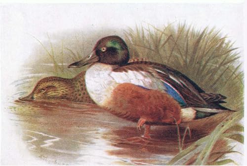Cuadro de Archibald Thorburn para decorar paredes vacías pintura de sala de estar 60x90cm
