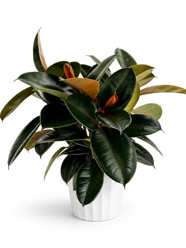 Rubber Tree Live House Plant - Large Indoor Air Purifier Plant - Dark Shiny Petals - Indoor Plants Live Houseplants for Room Decor - Elegant Ficus Burgundy Live House Plants