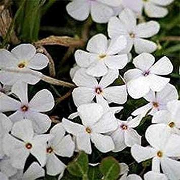 Phlox Mountain Linanthus Grandiflorus- 200 Semi- Bogo 50% Rebaja:Seeds