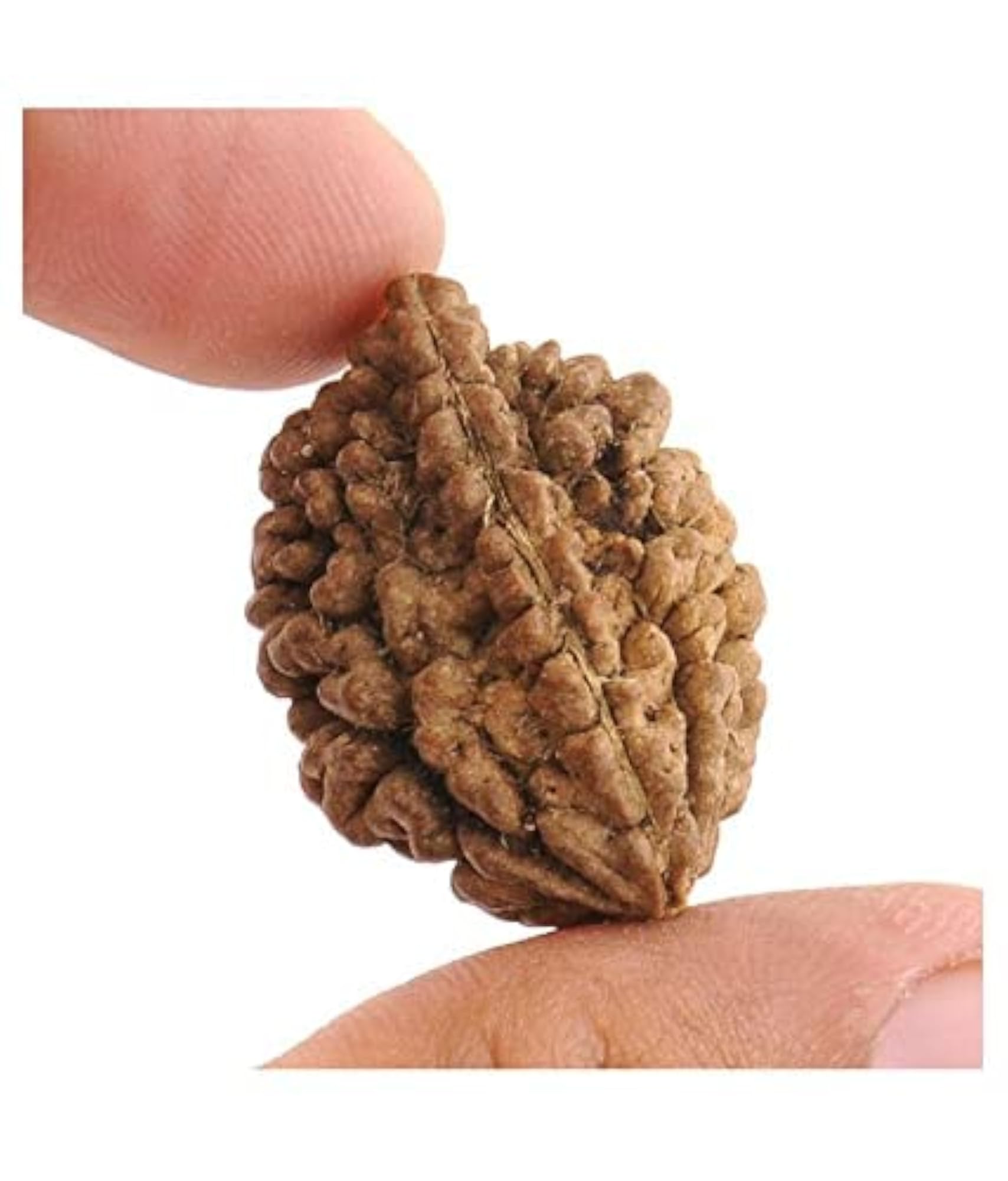 Original 2 Mukhi Rudraksha, Lab Certified