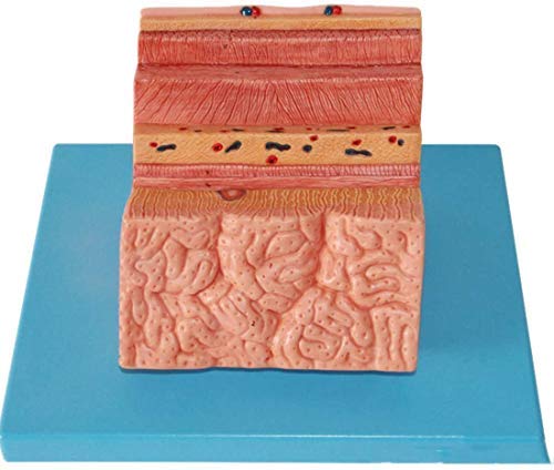 ERNZI Dessin Structurel Modèle Anatomique Anatomie Système Modèle De Modèle De Paroi Gastrique Gastrique pour l'enseignement Scolaire Médecine Médicale