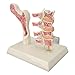 Osteoporosis Spine Model for Teaching and Demonstration, Visualize Bone Density Professional Anatomical Osteoporosis Model with Stand, for Educational Training Clinical Teaching