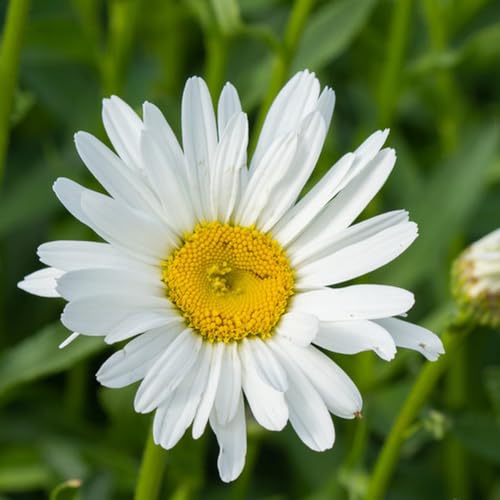 semillas de piretro cinerariifolium, balcón perennes resistentes, sombra cortadas decorativas resistentes 500pcs