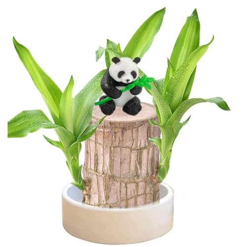 Brazilian Wood Plant Brazilian Lucky Wood Plant Indoor/Outdoor