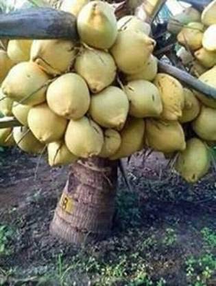 Nursery Live Rare Coconut Live Plant - Qualitative Hybrid Kerala Coconut Tree Plant (Dwarf x Tall (DxT) (1 Healthy Live Fruit Plant) (B09GNMXZZD) Amazon Price History, Amazon Price Tracker