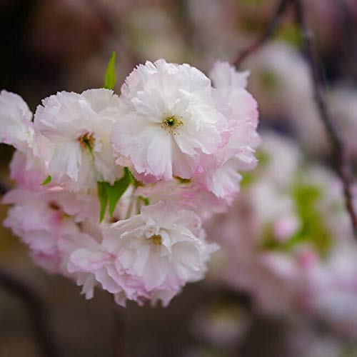 Amazon.co.jp: 桜 苗木 八重桜 松月 ( しょうげつ ) 1年生 Amazon.co.jp: 桜 苗木 八重桜 松月 ( しょうげつ ) 1年生