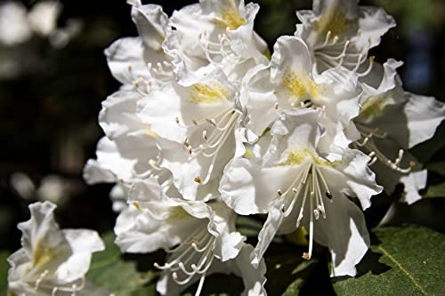 Rhododendron Cunningham White Evergreen Shrub Plant Extra Large in a 10 Litre Pot by DirectPlants™