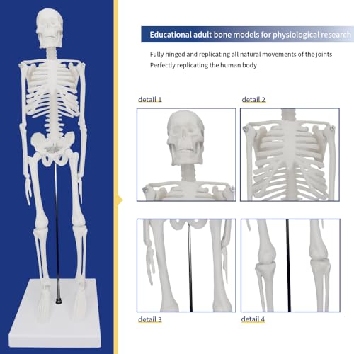 Image of Anatomical Human Skeleton Model, a 17-inch Mini Human Skeleton Model with Movable arms and Legs, a Scientific Model for Studying The Basic Details of The Human Skeletal System