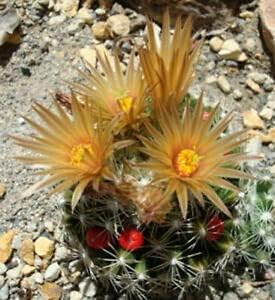 3 PlÃ¡ÂºÂ¡nts Boston Mall Ã¡ÂºÂ¹scobÃ¡ÂºÂ¡rÃ¡Â»ÂÃ¡ÂºÂ¡ Excellence mÃ¡Â»ÂssourÃ¡Â»ÂÃ¡