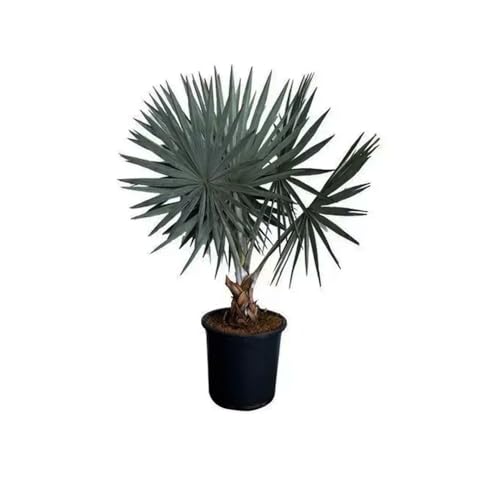 Genérico, Muda de Palmeira Azul 20 a 40cm AMK - Plantas Online