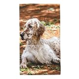 Hyaszst Asciugamani morbidi per la punta delle dita, salviette per il viso ad asciugatura rapida,Setter inglese Autunno Animali domestici Cani Inglese