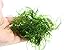Live Aquarium Plants Java Moss for Freshwater Fish Tank Decorations use Green Moss Create a Moss Wall or Moss Carpet and Moss Driftwood Decor - Soft and Comforting for Fish (3