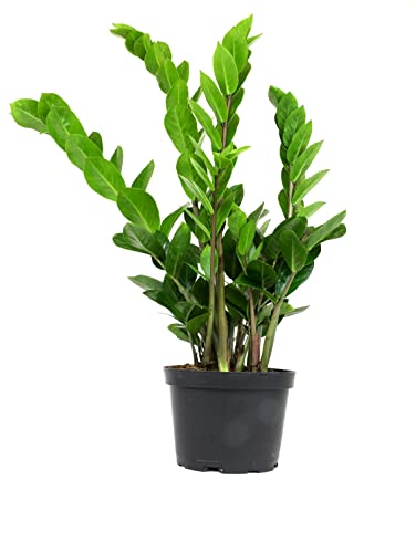 6' ZZ Plant Zamioculcas Zamiifolia, ZZ Plants Live House Plants Indoors Live House Plants Indoors, Indoor Plants Live, Real Live Plants Indoor Plants Live Houseplants Live Indoor by Plants for Pets