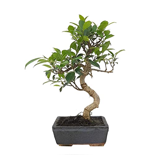 BONSAI NATURAL DE INTERIOR FICUS RETUSA 6 AÑOS