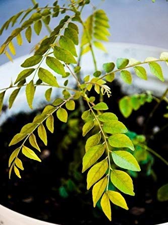 The Store Hub Live Curry Sweet Neem Leaves Plant meethi neem Curry patta