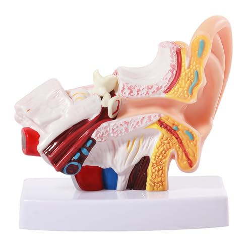 Image of 1.5 Times Human Ear Anatomy Model with Base, Professional PVC,Outer Middle Inner Ear Structure Simulation Model for Science Classroom,Teaching Demonstration,Human Anatomy Study