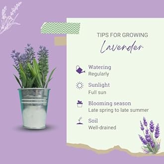 2 Lavender Plants, Live Lavender Flower Plant 2 to 4 Inch, Fragrant Shrub Indoor Outdoor Planting (Munstead Lavender)