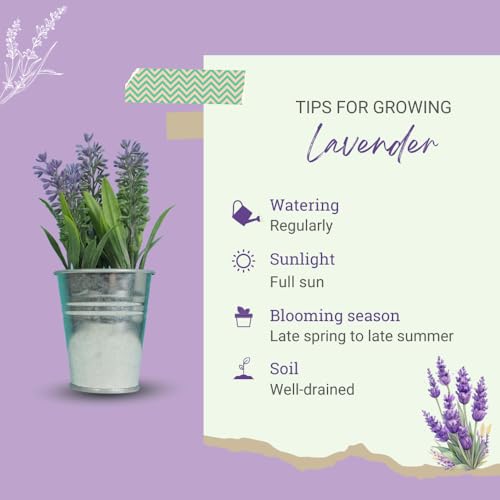 2 Lavender Plants, Live Lavender Flower Plant 2 to 4 Inch, Fragrant Shrub Indoor Outdoor Planting (Phenomenal Lavender)