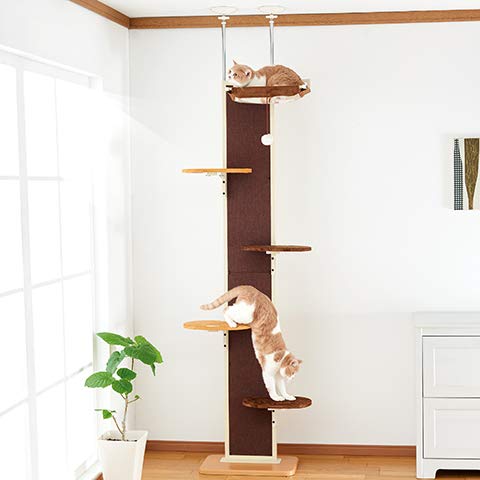 Amazon | ボンビアルコン (Bonbi) キャットウォーク モダン クリア