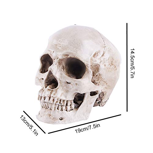 Life Size Replica Realistic Human Skull Head Bone Model, Anatomy White Resin Skull High Precision Teaching Tool Halloween Decor